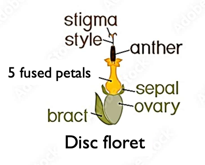 <p>*Filaments are separate and surrounded by petals, while anthers are fused and exposed. There are 5 stamens (5 anthers and 5 filaments). </p>