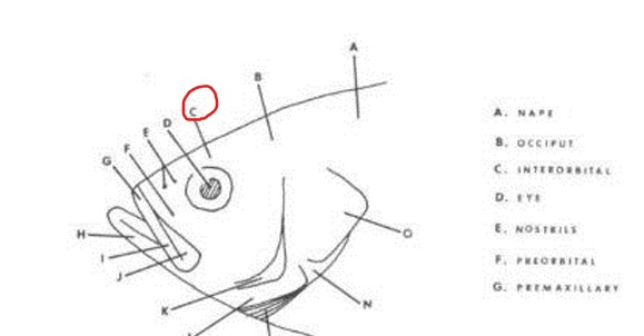 <p>Region (or bone) on top of the head between the eyes.</p>