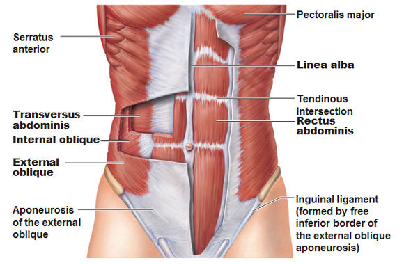 <p>deepest</p><ul><li><p>transverse abdominius - compresses the abdomen </p><ul><li><p>abdominal aponeuros in the mindline</p></li><li><p><span><span>T 7-12, iliohypogastric & ilioinguinal n.</span></span></p></li><li><p><span><span>stability and immobility</span></span></p></li></ul></li></ul><p>intermediate</p><ul><li><p>internal ovlique - flexion of spine, compress the abdomen, ipsilateral flexion and roation of the spine</p><ul><li><p>also has an aponerosis in the midlene that forms the anterior rectus sheath (thhoracolumbar fasica </p></li><li><p><span><strong><span>Internal Oblique</span></strong></span></p><p style="text-align: left;"><span><span>Origin: Inguinal Ligament, iliac crest, throracolumbar aponeurosis</span></span></p><p style="text-align: left;"><span><span>Insertion: Costal cartilage of lower ribs, abdominal aponeurosis/linea alba</span></span></p><p style="text-align: left;"><span><span>Action: flexion of spine, compresses abdomen, ipsilateral flexion and rotation of spine</span></span></p><p style="text-align: left;"><span><span>Innervation: T 7-12, iliohypogastric and ilioinguinal</span></span></p></li></ul></li></ul><p>Superficial</p><ul><li><p>Rectus abdominus- runs vertically oriented </p><ul><li><p><span><span>Origin: Pubic symphysis and crest</span></span></p><p style="text-align: left;"><span><span>Insertion: Costal cartilages of ribs 5-7, xiphoid process</span></span></p><p style="text-align: left;"><span><span>Action: Flexion of spine, compression of abdomen</span></span></p><p><span><span>Innervation: T 7-12,</span></span></p></li></ul></li></ul><ul><li><p>extenral oblique</p><ul><li><p>originates on the ribs but not the thoracolumbar faica: inserst on th eiliac creset and aponeurosis</p></li><li><p><span><span>Origin: Lower 8 ribs</span></span></p><p style="text-align: left;"><span><span>Insertion: Abdominal aponeurosis/linea alba, pubis, anterior iliac crest</span></span></p><p style="text-align: left;"><span><span>Action: flexion of spine, compresses abdomen, ipsilateral flexion and contralateral rotation of spine</span></span></p><p style="text-align: left;"><span><span>Innervation: T 7-12, iliohypogastric and ilioinguinal</span></span></p></li></ul></li></ul><p></p>