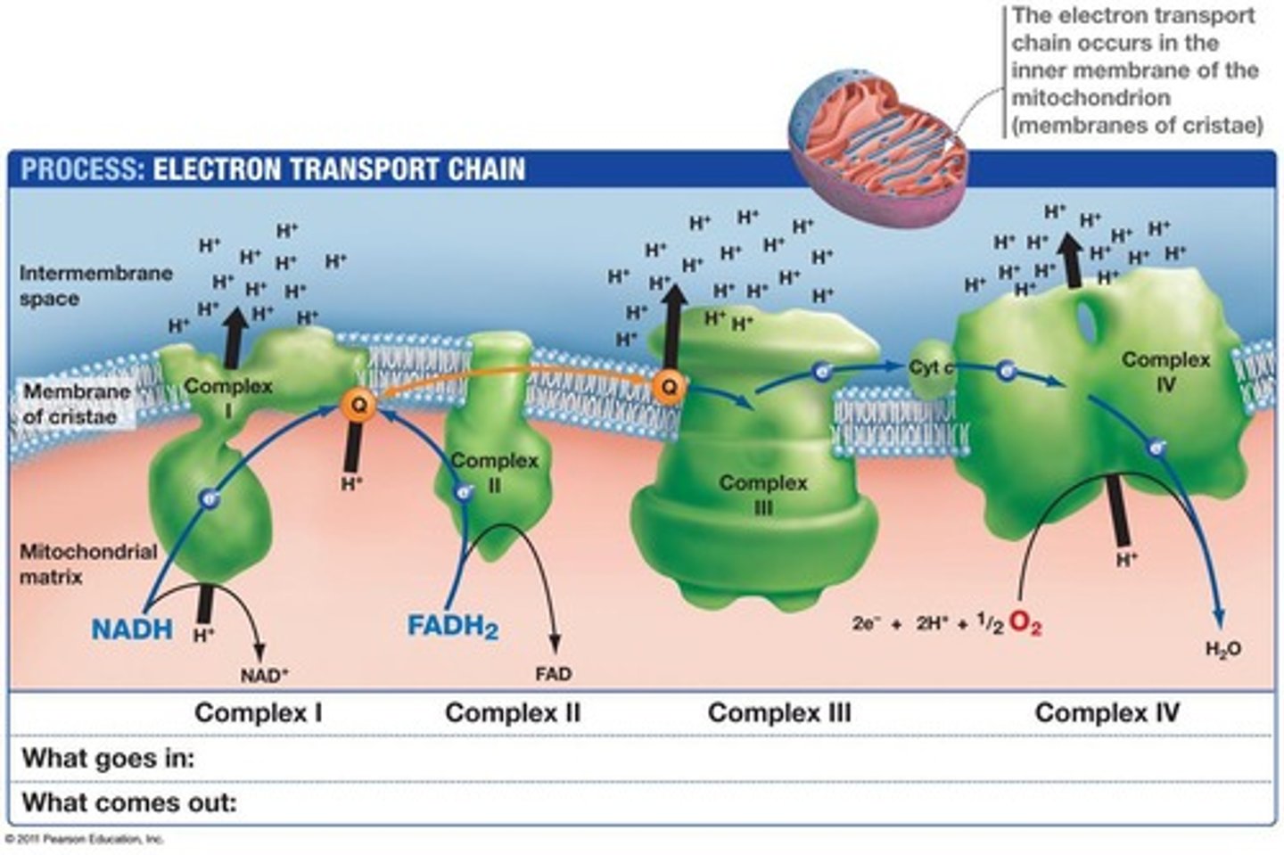 <p>They carry electrons to the chain, facilitating ATP production.</p>