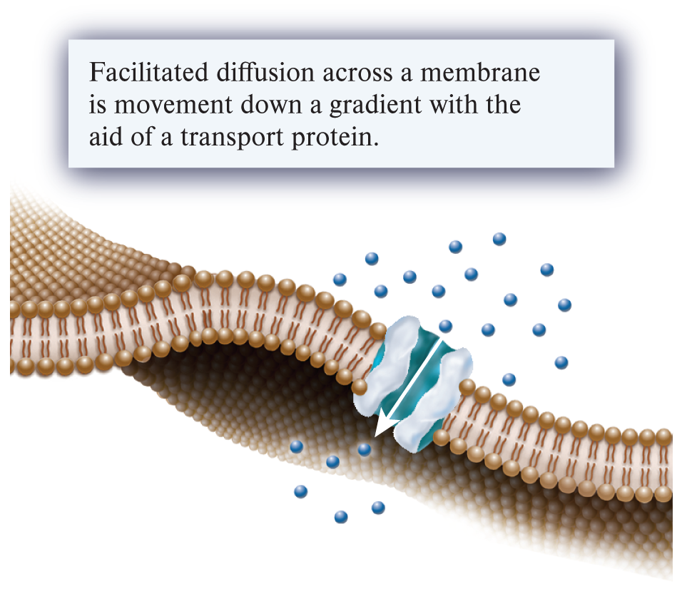 <p>fascilated diffusion (1 of the 3 ways substances can move across a membrane)</p>