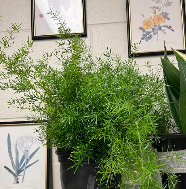 <ul><li><p>has prickles</p><ul><li><p>downward facing</p></li></ul></li><li><p>very very small foliage</p></li><li><p>comes back every year</p></li><li><p>very weird root system</p></li><li><p>roots are weird</p><ul><li><p>form small “grape” like structures on roots</p></li><li><p>commonly known as sugar babies</p></li></ul></li></ul><p></p>