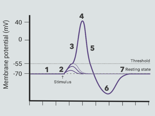 <ol><li><p>Baseline: -70mV</p></li><li><p>Stimulus: -40mV</p></li><li><p>Upswing: increasing towards peak</p></li><li><p>Peak: +40mV</p></li><li><p>Downswing: decreasing towards hyper-polarization</p></li><li><p>Hyper-polarization: abt -80mV</p></li><li><p>Return to baseline: -70mV</p></li></ol><p></p>