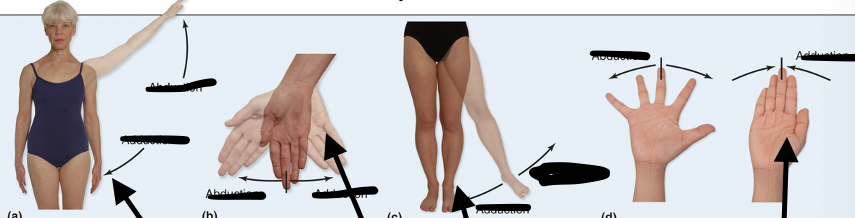 <p>Moves TOWARD midline or it is ADDED to the body</p>
