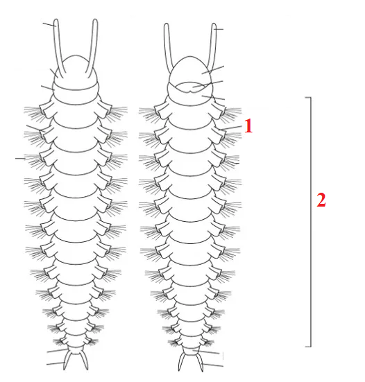 <p>Phylum?Class?<br>Symmetry? Tissue type?<br>Cavity?<br><br>1/2?<br><br>identity?</p>