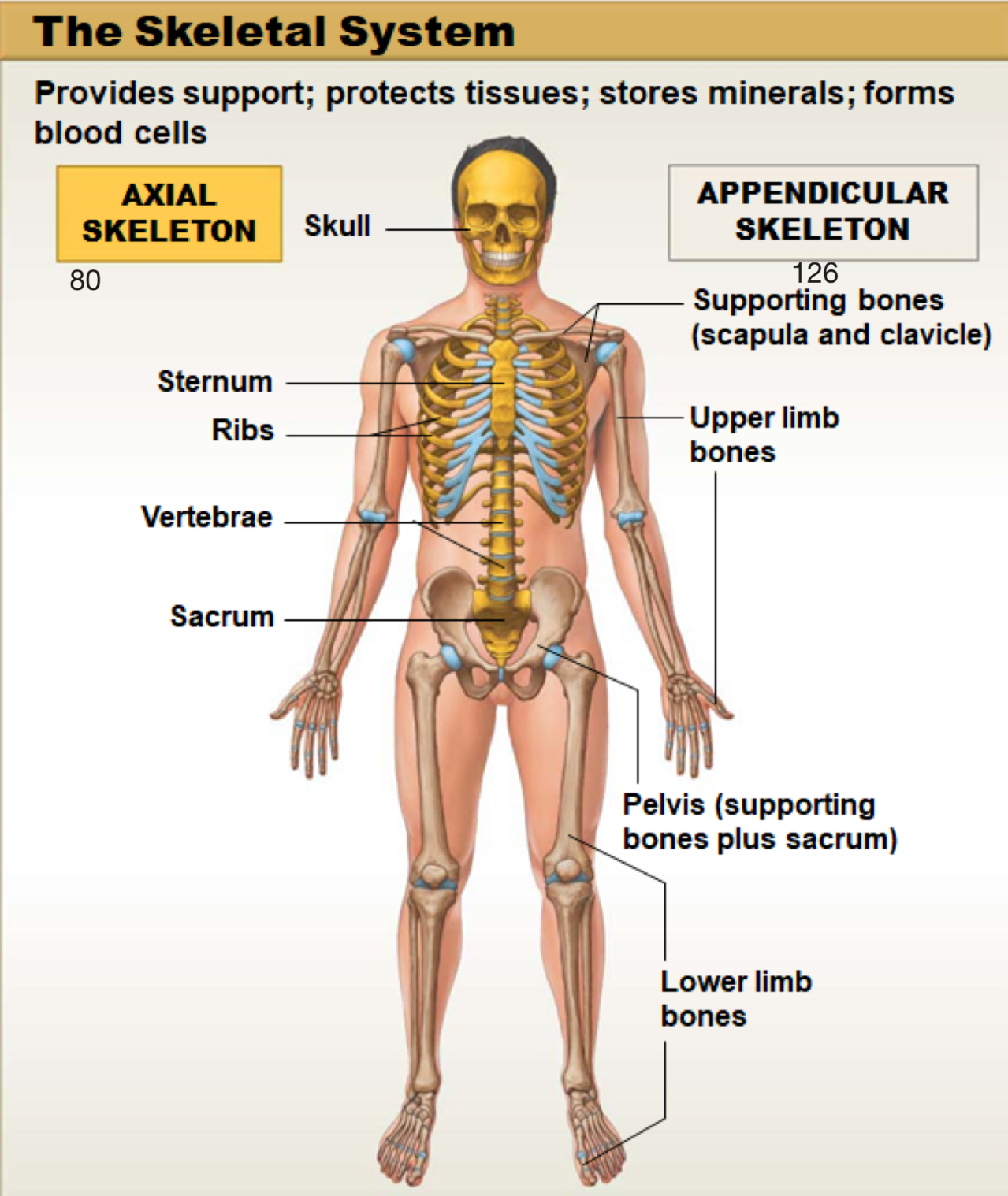 <p>made up of bones, cartilages, ligaments (connect bone to bone) and bone marrow; supports and protects tissues, stores minerals, and produces blood cells</p>