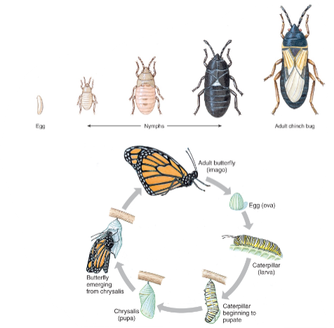 <p>Mating</p><ul><li><p>spermatophores</p></li><li><p>copulation</p></li></ul><p>Development</p><ul><li><p>Ametabolous</p><ul><li><p>egg > juvenile > adult</p></li></ul></li><li><p>Hemimetabolous</p><ul><li><p>egg> nymphs > adult</p></li></ul></li><li><p>Holometabolous</p><ul><li><p>egg > larva/grub/caterpillar > pupa (chrysalis) > adult (imago)</p></li></ul></li></ul><p>Each stage between molts is called an instar</p><p></p>