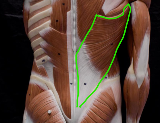 <p>originates - thoracolumbar fascia, t7 - l5 vertebrae, iliac crest, inferior scapula, inferior ribs </p><p>inserts - intertrabecular sulcus of humerus</p><p>actions - adducts, medially rotates, extends shoulder joint </p>