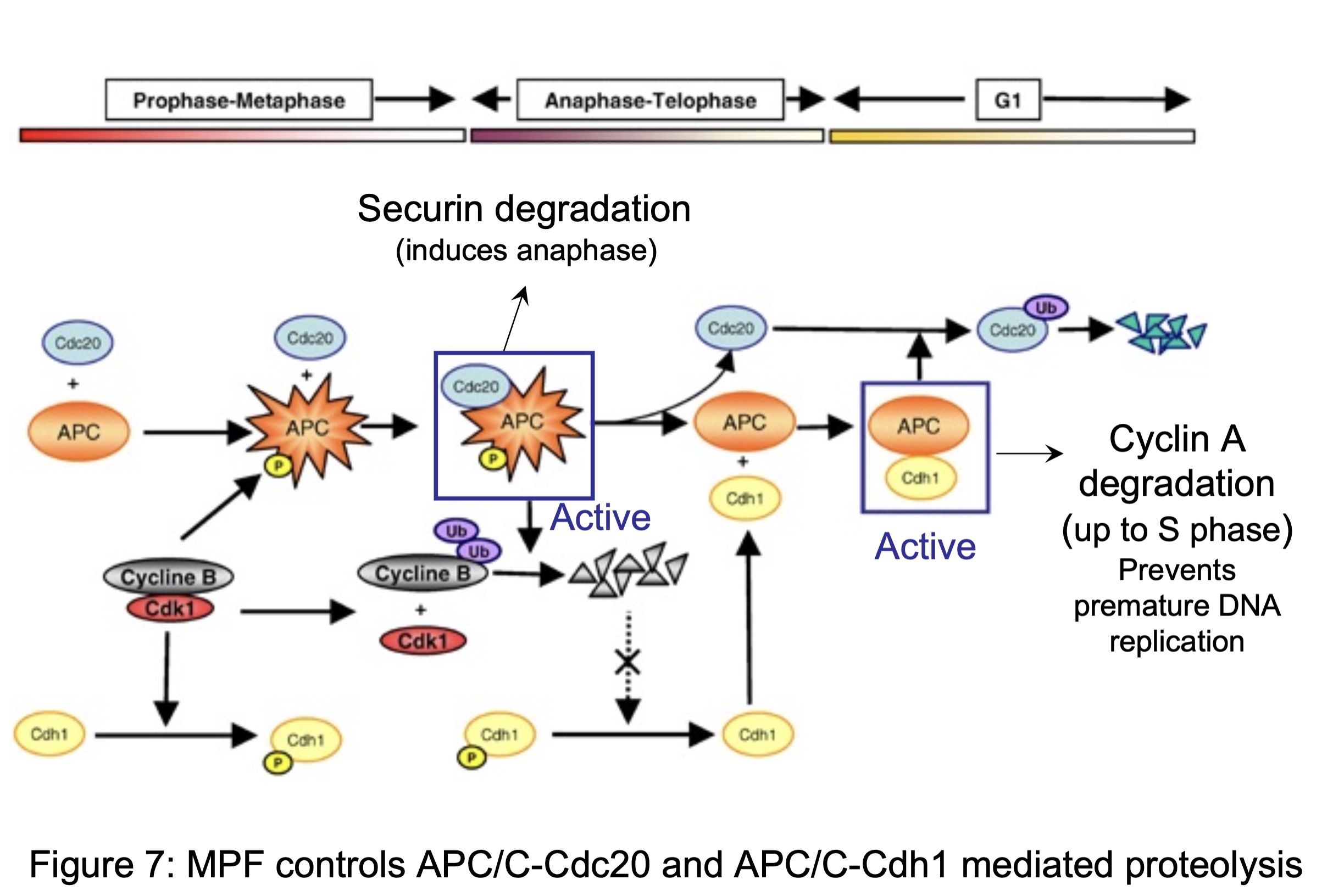 <p>MPF will phosphorylate cdh1 and phosphorylate APC — </p><ul><li><p>P-APC interacts w/ cdc20 → degradation of <strong>securin</strong> (induces anaphase) and degradation of cy<strong>clin B </strong>→ dissociation of cyclin B from CDK1 (no longer MPF)</p></li><li><p><strong>inactive MPF</strong> <strong>increases</strong> <strong>phosphatase activity</strong> → de-phosphorylation of APC/cdc2o and cdh1</p></li><li><p>P-APC dissociates from cdc20 </p></li><li><p>APC (now un-phosphorylated) can interact w/ cdh1</p></li><li><p>APC/cdh1 complex active to <strong>degrade cyclin A</strong> and <strong>cdc20</strong></p></li></ul><p></p>