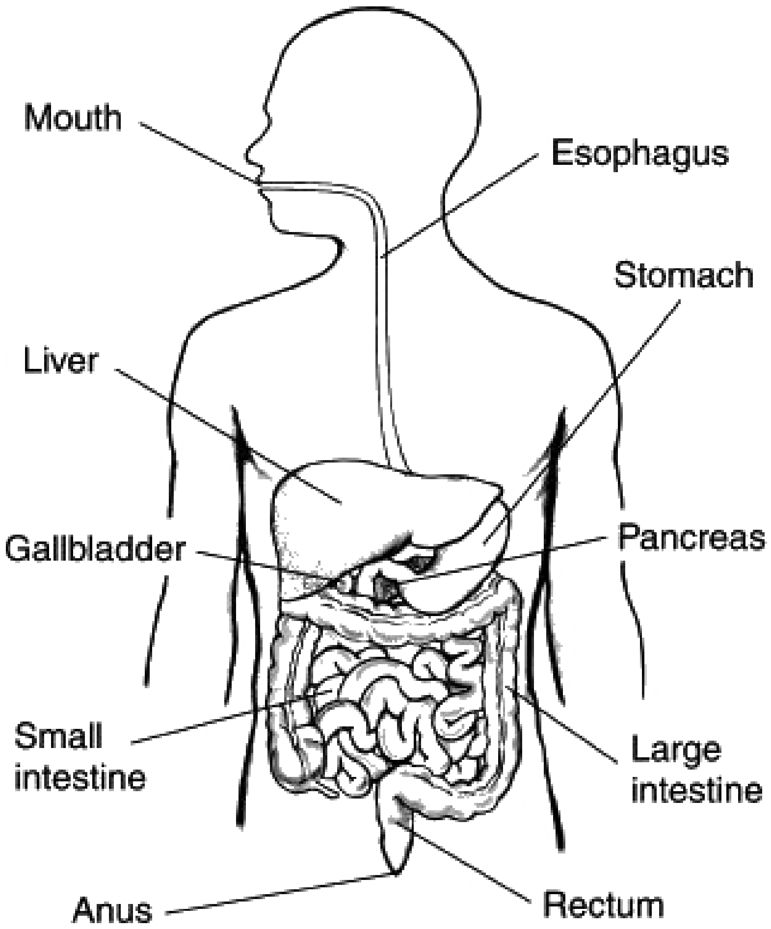 <p>alimentary canal</p>