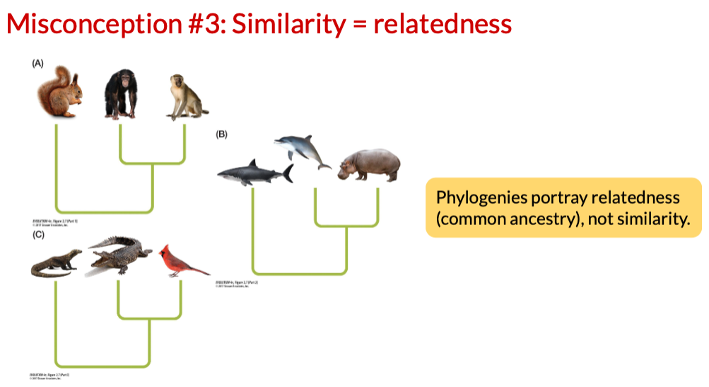 <p>Misconception #3: Similarity=relatedness</p>