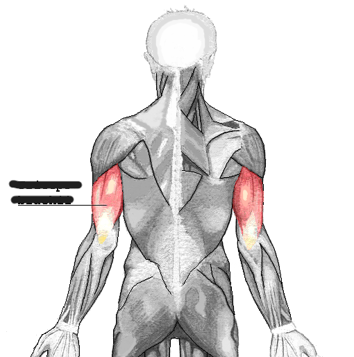 Identify what muscle this is