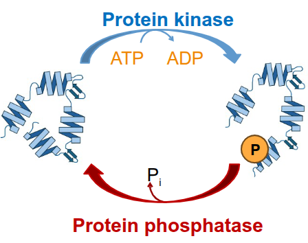 <p>protein modifications</p><p>ex. addition/removal of phosphate groups for activation/inactivation or chemical tags for degradation</p>