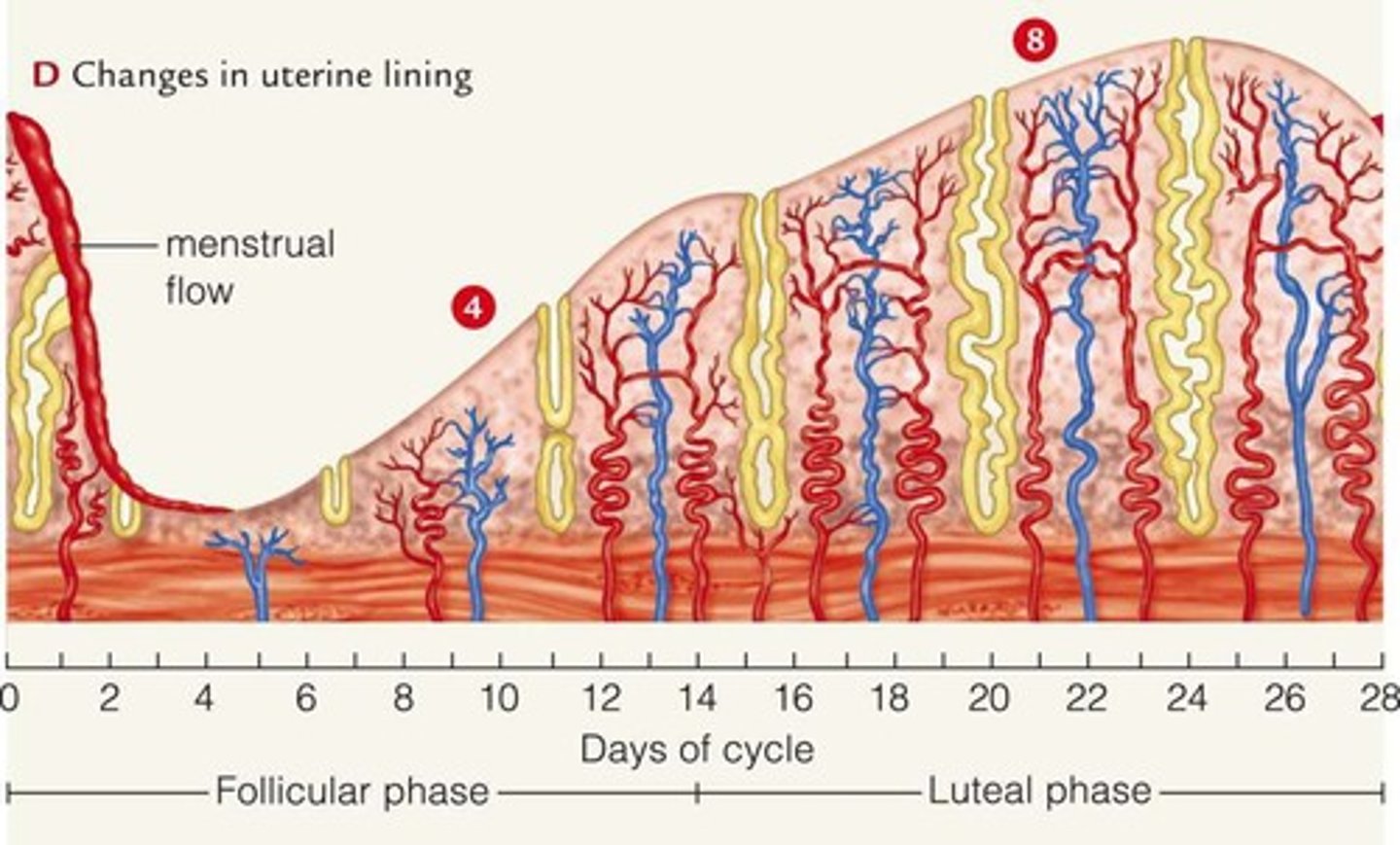 <p>Uterine lining thickening for potential implantation.</p>
