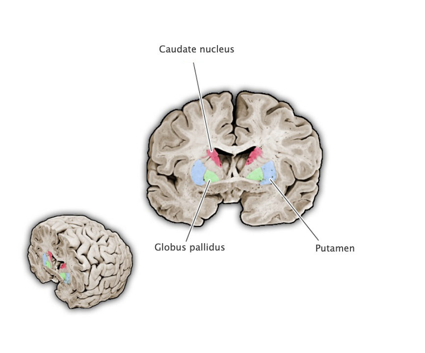 <p>Basal Ganglia</p>