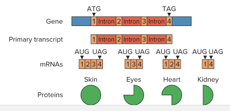 <ul><li><p>Alternative splicing complicates the prediction of proteome</p></li><li><p>Comparing cDNAs from different tissues can show where splicing occurs</p><ul><li><p>Both “where in primary transcript” and “in which tissues”</p></li></ul></li></ul><p></p>