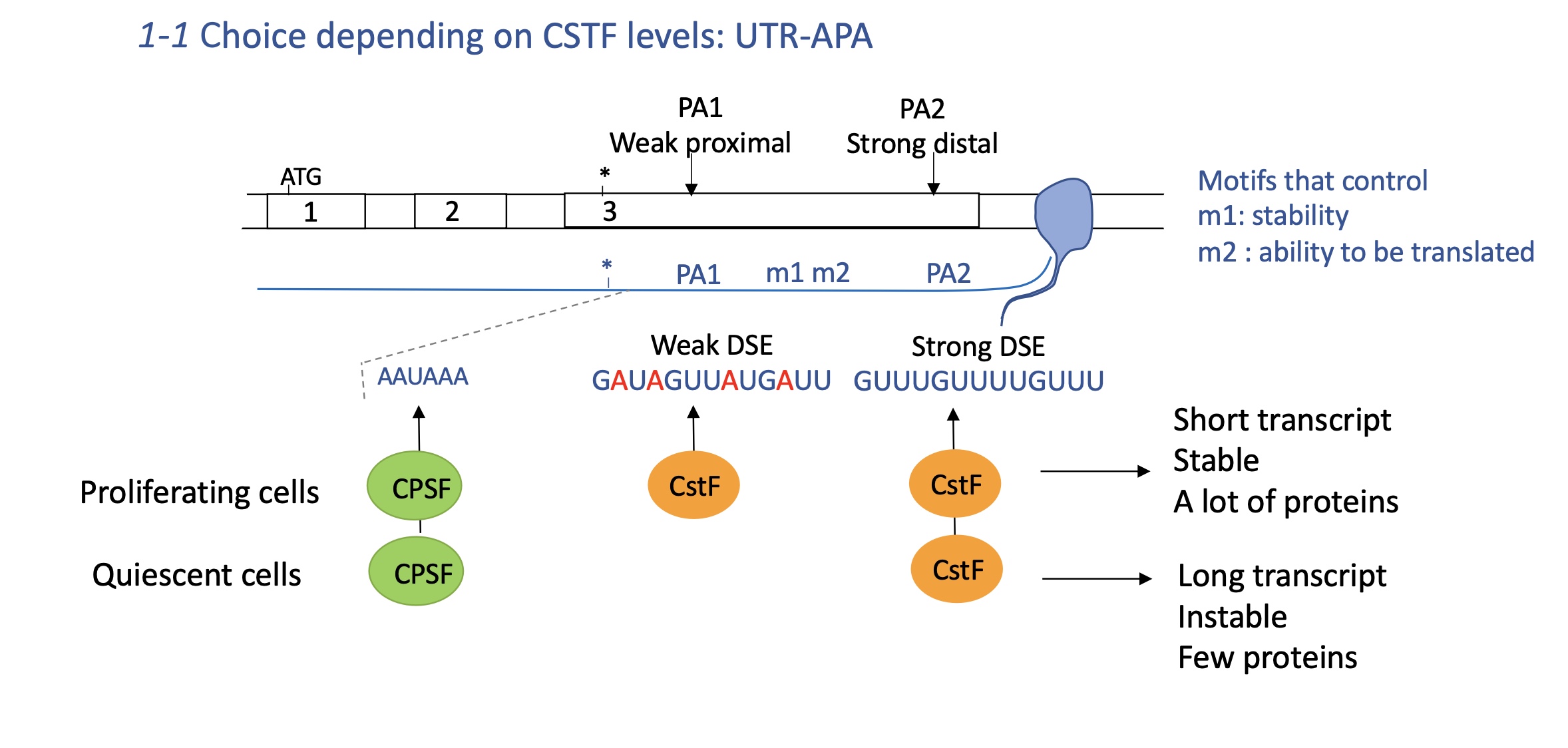 <p>CPSF (cleavage and polyA specificity) and CstF (cleavage stimulation factor)</p><p>USE Upstream stimulator element</p><p>DSE downstream stimulator element </p><p></p><p>Quiescent cells : non proliferating cells so need less CPSF and CstF</p><ul><li><p>CPSF binds to USE and little CstF binds to strong distal DSE PA2</p></li><li><p>mRNA is longer and has motifs that control stability and ability to be translated&nbsp;</p><ul><li><p>longer transcript —&gt; instable and few proteins translated</p></li></ul></li></ul><p>proliferating cells : needs more CPSF and cstF</p><ul><li><p>CPSF binds to USE and CstF binds to both DSE of PA1 and PA2</p></li><li><p><strong>increased polyA at PA1</strong> —&gt; short transcript w/out motifs that control stability and ability to be translated</p><ul><li><p>proteins translated are stable and many are produced (necessary for proliferation )</p></li></ul></li></ul><p></p>