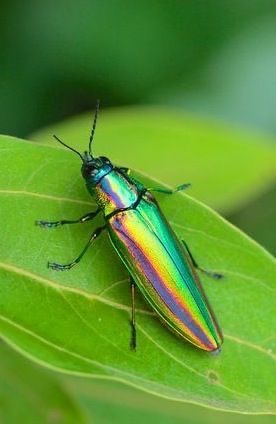 <p>Jewel beetle</p>