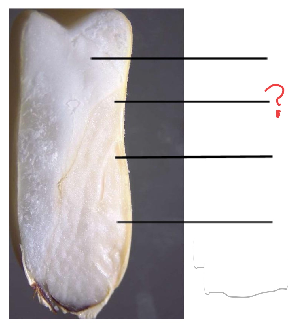 <p>What is this seed structure ? And which organs of the mature plant arise from these embryonic parts (if any do)?</p>