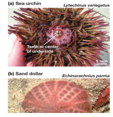 <p>in phylum echinodermata, sea urchins have beak mouths, and sand dollars, globe bodies that lack distinct arms, spiny herbivores, or for sand dollars suspension feeders</p>