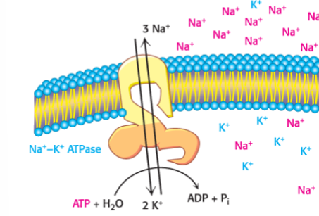 <p>What is the primary function of the Na+–K+ ATPase (Na+–K+ pump)?</p>