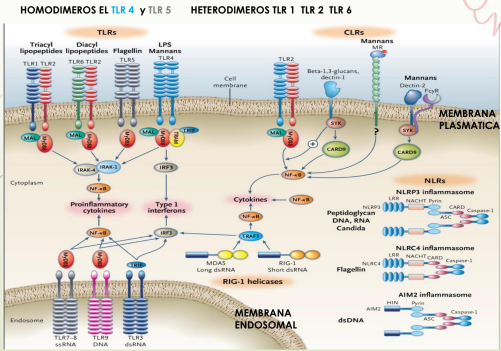 <p>Son dímeros: Homo o <span style="color: yellow;"><strong>heterdimeros (1 2 y 6)</strong></span></p><p><mark data-color="yellow" style="background-color: yellow; color: inherit;">MEMBRANA PLASMÁTICA:</mark></p><ul><li><p><span style="color: yellow;"><strong>TLR 1</strong></span><span data-name="fast_forward" data-type="emoji">⏩</span> Lipopeptidos unidos a lípidos y péptidos</p><p>de membrana bacteriana</p></li><li><p><span style="color: yellow;"><strong>TLR 2</strong></span><span data-name="fast_forward" data-type="emoji">⏩</span> Glucolípidos, peptidoglicanos, lipoproteínas de membrana bacteriana</p></li><li><p><span style="color: yellow;"><strong>TLR 6</strong></span><span data-name="fast_forward" data-type="emoji">⏩</span> Lipopeptidos de membrana bacteriana</p></li><li><p>TLR 4<span data-name="fast_forward" data-type="emoji">⏩</span> Lipopolisaridos (LPS, <strong>Gram Negativas</strong>)</p></li><li><p>TLR 5<span data-name="fast_forward" data-type="emoji">⏩</span> Proteína estructurales (<strong>Flagelina</strong>, proteína del flagelo bacteriano)</p></li></ul><p></p>