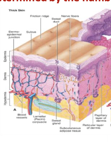 <ul><li><p>All 5 epithelial strata (contains stratum lucidum)</p></li><li><p>Found in areas subject to pressure/friction (palms, fingertips, soles of feet)</p></li><li><p>Structure: contains friction (papillary) ridges; lacks hair follicles, sebaceous glands, and arrector pili</p></li></ul>