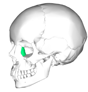 term image