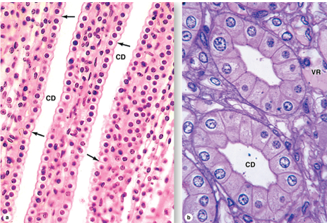 <p>simple cuboidal epithelium changing to columnar in larger ducts; epithelial cells have round apical surfaces and distinct intercellular boundaries that can be seen w a light microscope </p>