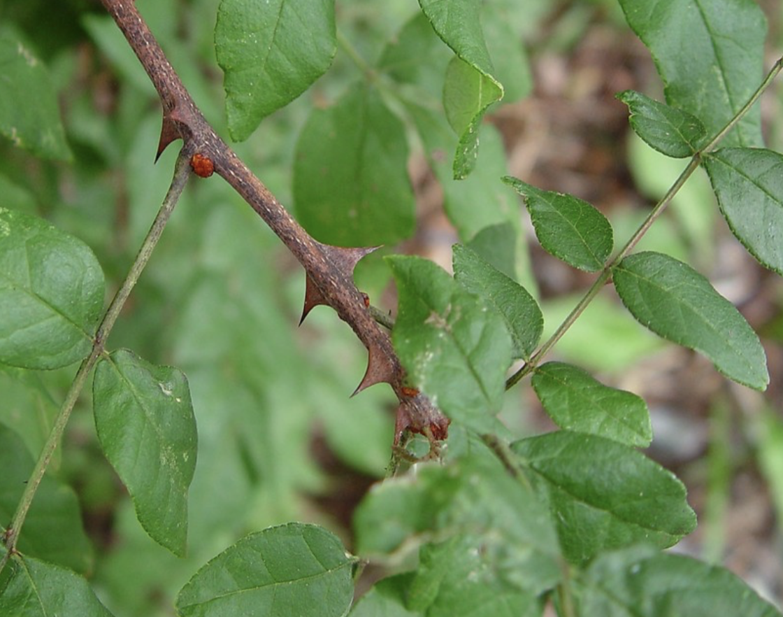 <p>prickly ash A</p>