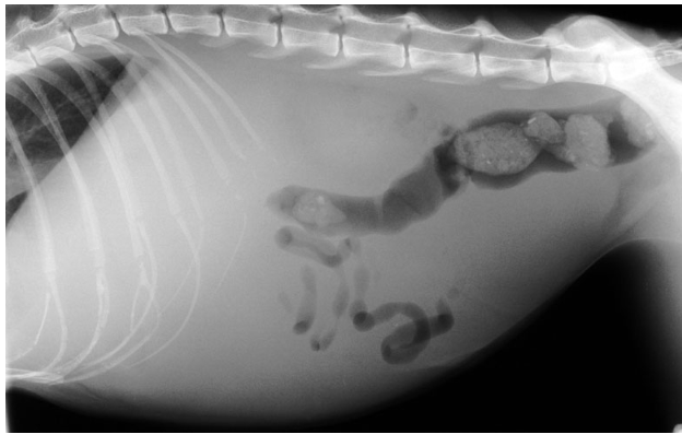 <ul><li><p>Antibiotics</p></li></ul><p>• Corticosteroids</p><p>• Fluid therapy</p><p>• Abdominocentesis</p><p>• Nutritional support</p>