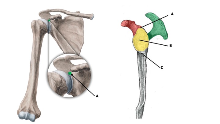 <p>Supraglenoid Tubercle</p>