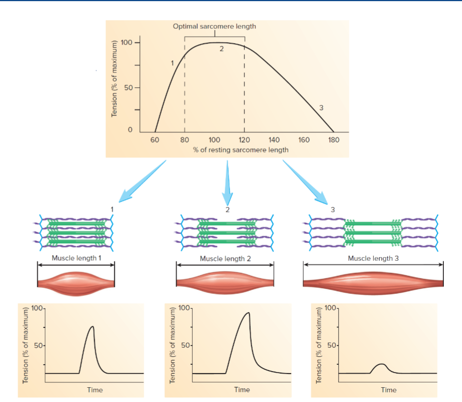 <p>in general, a shorter muscle has a greater actin myosin overlap and will thus result in a stronger contraction. the caveat is if the muscle is close to full contraction, there will not be enough “room” for the contraction to actually result in any movement. </p>