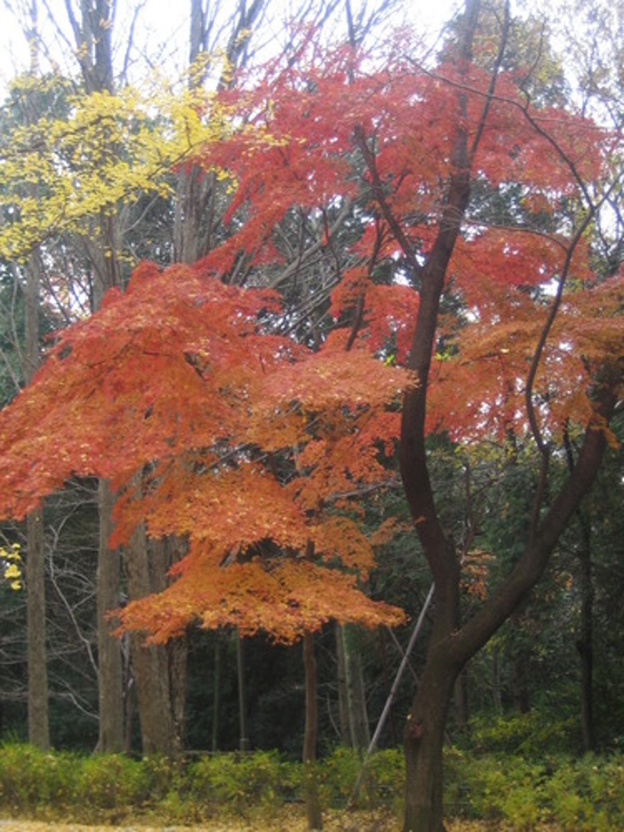 <p>The trees grow well in a dry cool climate.</p>