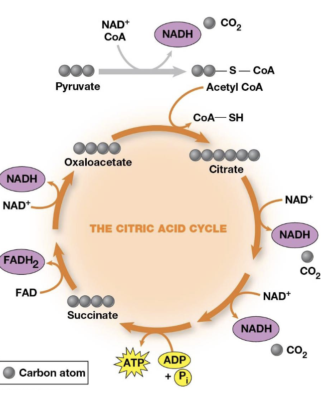 <p>Each round involves the entry of two carbons, the release of two CO2, and the regeneration of oxaloacetate, pyruvate is converted to acetyl coenzyme A—bridging the reaction</p>