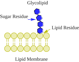 <p>Glycolipids</p>