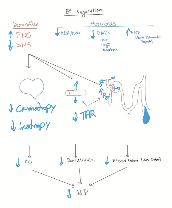 <ul><li><p>Heart decrease CO: Decrease HR, Inotropy, and preload</p></li><li><p>Vasodilation </p></li><li><p>Kidney decreases blood volume</p><ul><li><p>Increase filtration</p></li><li><p>Decrease sodium and water reabsorption to increase excretion </p></li></ul></li></ul><p></p>