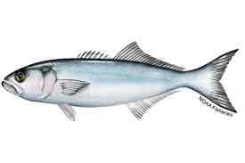 <p>Bluefish</p>