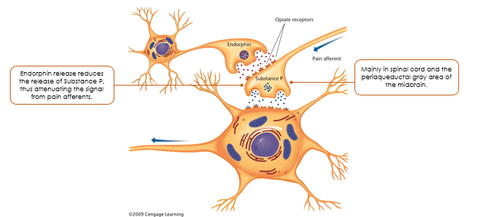 <p>morphine:</p><p>The signal for pain comes in afferently → Pain cells in the periaquiductal grey area of the midbrain releases a neurotransmitter called substance P signaling pain and giving you that experince</p><ul><li><p>We also have these cells that release endorphins which <span><span>attach to the same receptors as morphine, the brain produces several types to relieve different types of pain → </span></span>reduces the release of substance P </p></li></ul><p></p>