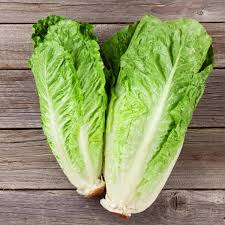 <p>Lettuce Romaine</p>
