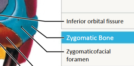 <p>Zygomatic bones</p>