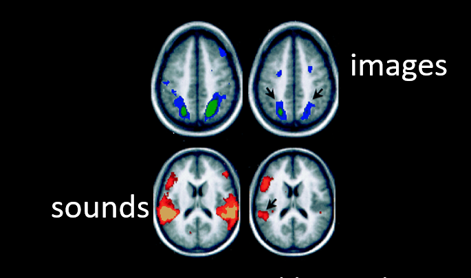 <p>images; visual cortex; sound; auditory cortex</p><p>this suggests that memory needs some activation of perceptual areas → evidence that memory is a recreation process that uses the same neural networks that were engaged when we first encountered that thing</p>