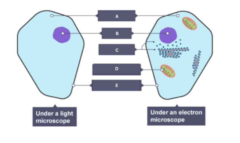 <p>Name the part of the animal cell labelled A.</p>