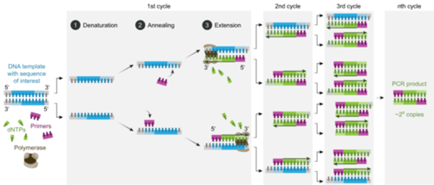 <p>Primers, DNA polymerase, free nucleotides, buffer solution are all used</p><p></p><p><strong>Denaturation (95</strong>°C) - breaking apart DNA</p><p><strong>Annealing- (55</strong>°C)- primers combining to the ends of each strand</p><p><strong>Elongation -(72</strong>°C)- DNA polymerase produces a new double stranded DNA molecule.  </p><p></p><p>72°C is the optimum temp. for this type of DNA polymerase. </p>