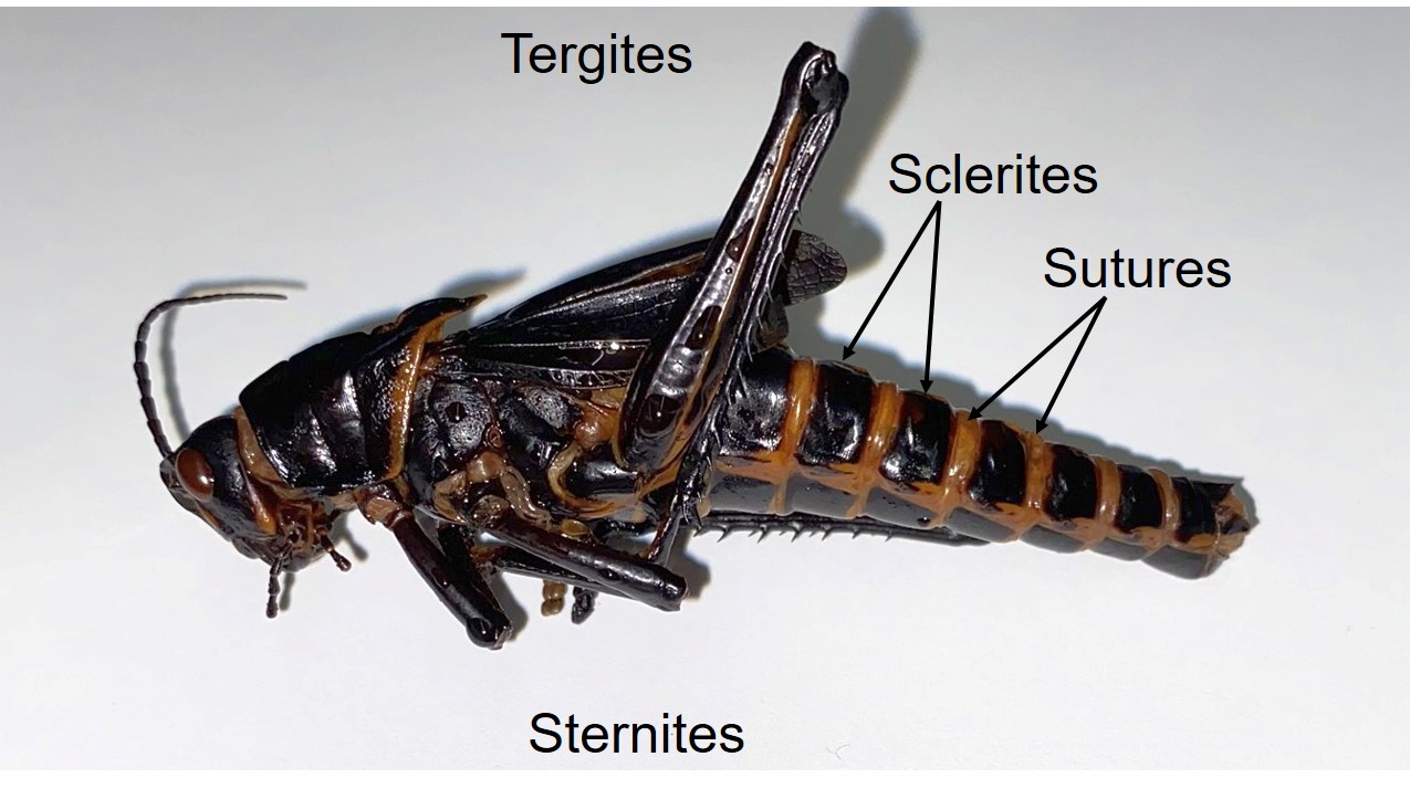 <p>line/groove where there is a union of 2 sclerites or plates, line of weakness across a sclerite</p>