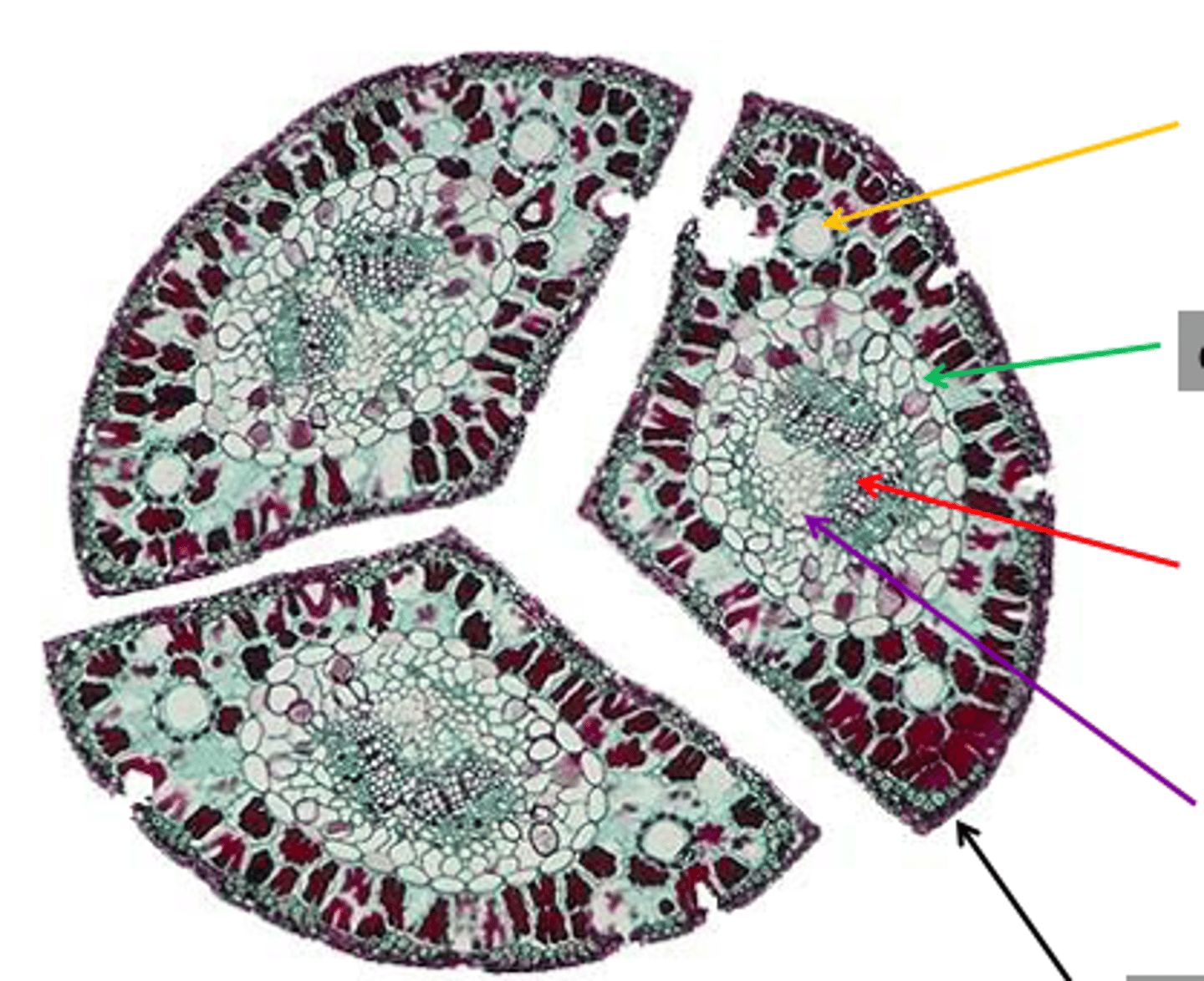 knowt flashcard image