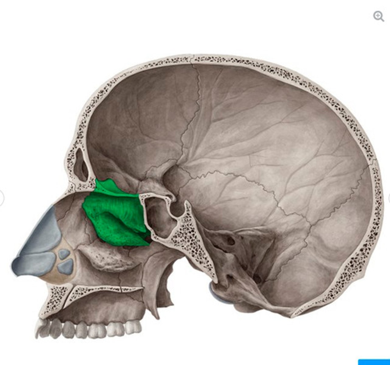 <p>what bone is this?</p>