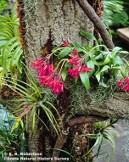 <p><span style="font-family: &quot;Wingdings 2&quot;;"><span></span></span><span style="font-family: &quot;Baskerville Old Face&quot;;"><span>Species interaction where one species benefits, other is not benefitted or harmed</span></span></p>