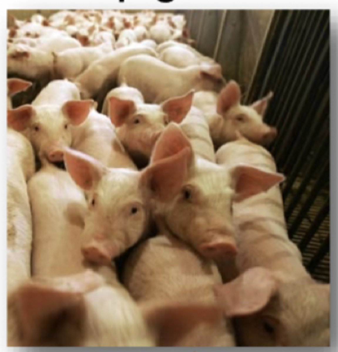 <p><strong>Large number of pigs infected but low death rates</strong></p>