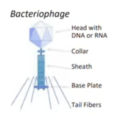 <p>bacteria virus; tall sheath injects DNA/RNA</p>